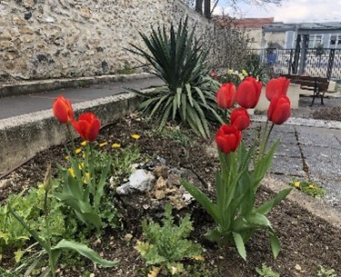 Visuel : Notre jardin  potager partag